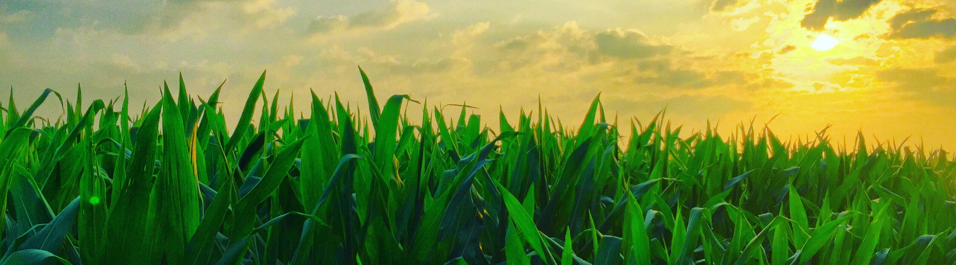 Arkansas Agricultural Helicopter Services